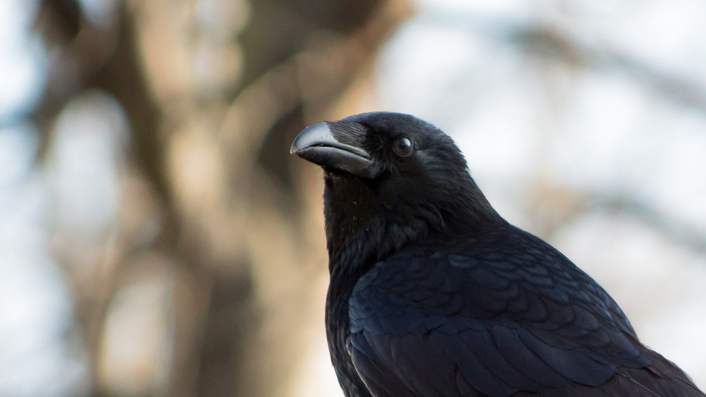 crow headshot