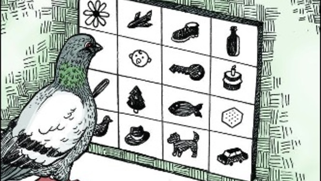Drawing of a pigeon with categories