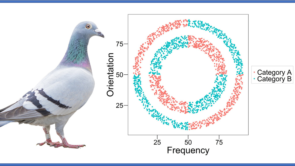 pigeon and task visual